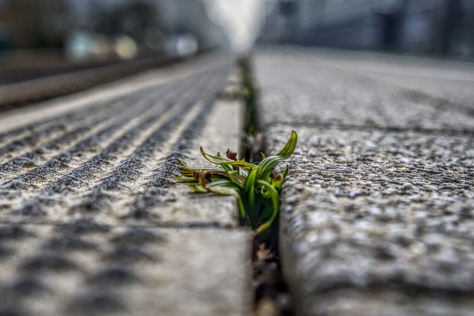 A small plant struggles to grow in the cracks between paving stones of a city street.